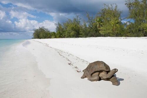 aldabra seychelles