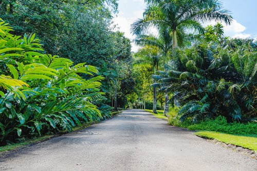 Seychelles National Botanical Gardens