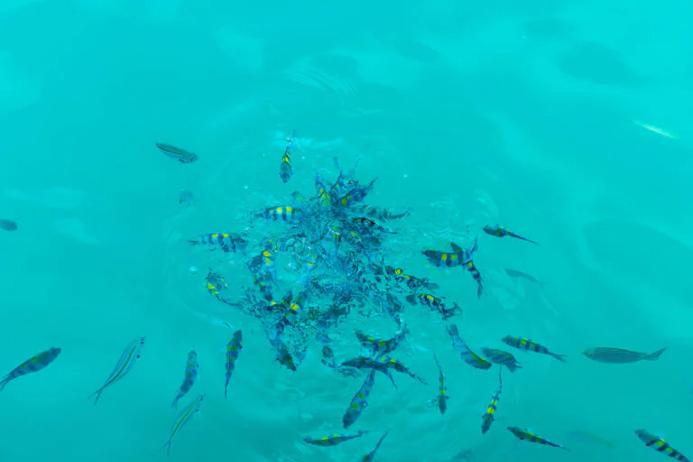 seychelles fish