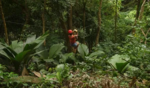 האומגה בסיישל