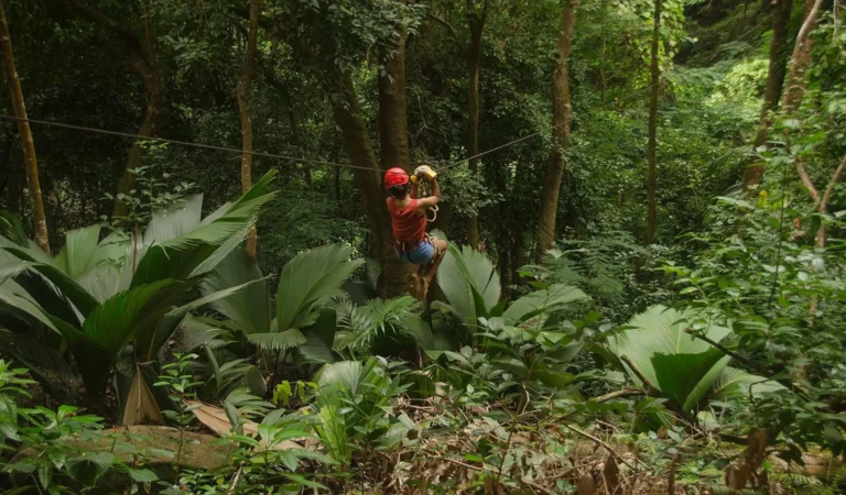 האומגה בסיישל